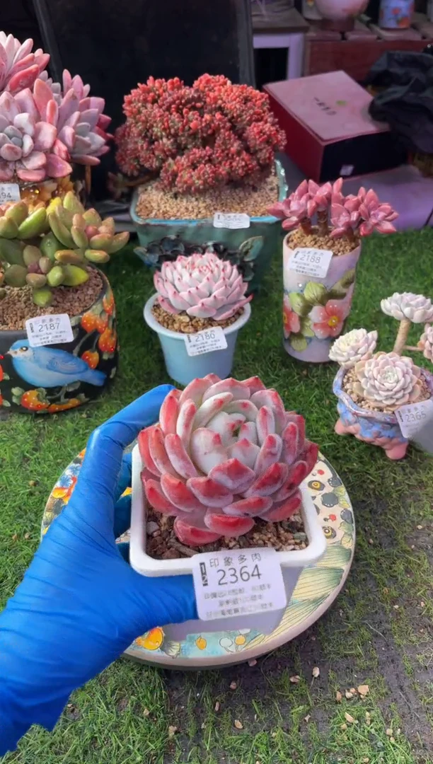 昆明印象多肉2364