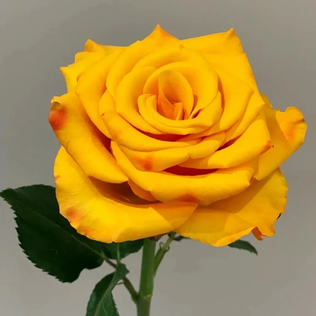 金辉 金黄色玫瑰鲜切花云南昆明斗南直发家庭插花水养新鲜花材