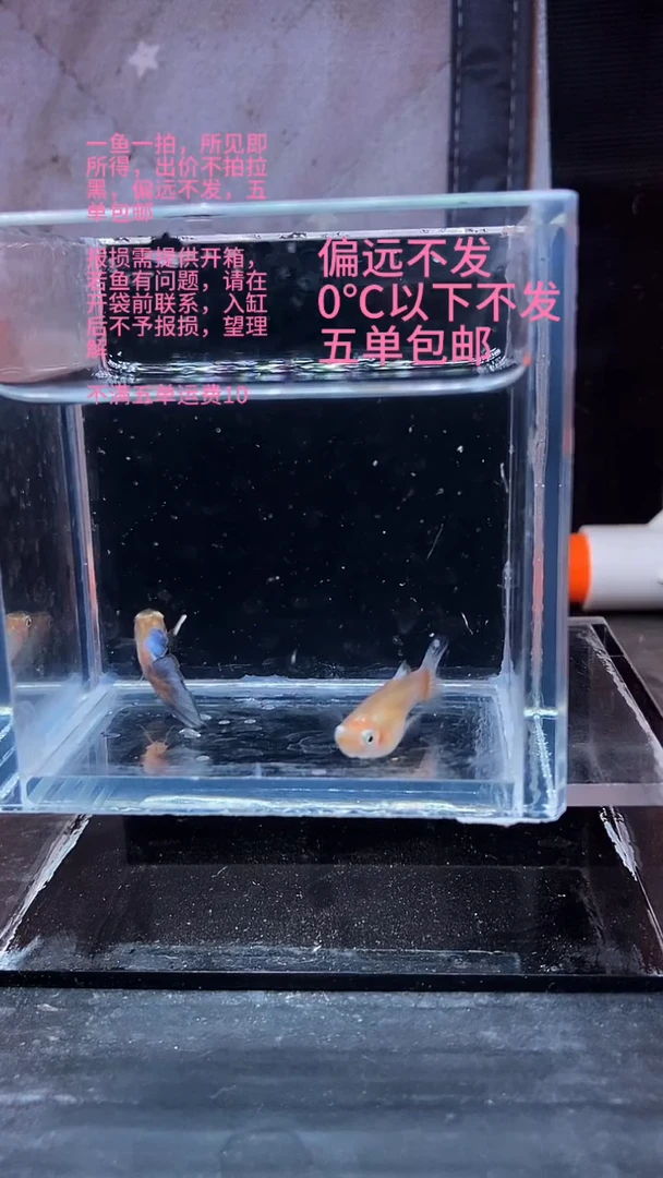 孔雀鱼孔雀鱼 29