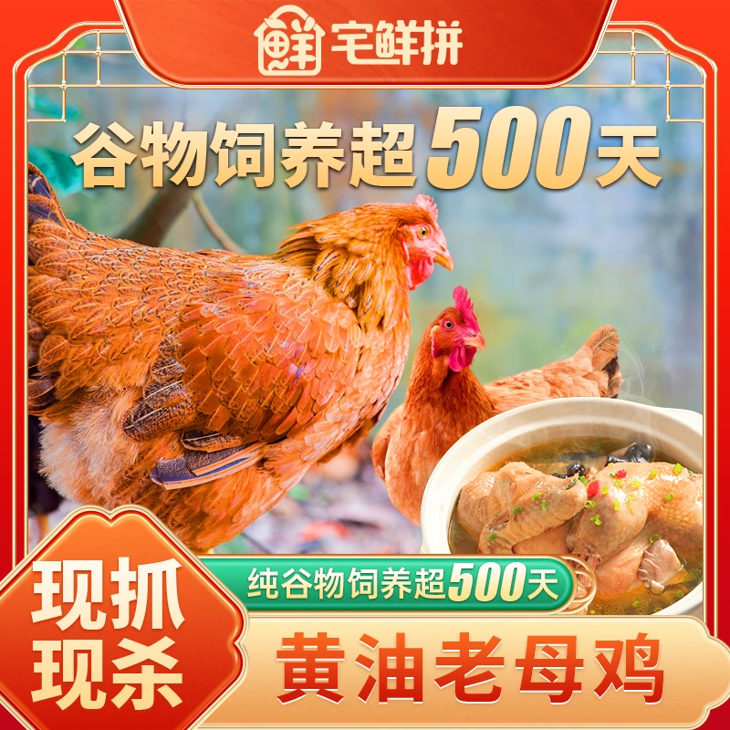 【黄油老母鸡2.3-2.6斤/只】沂蒙山500天黄油老母鸡谷物喂养煲汤