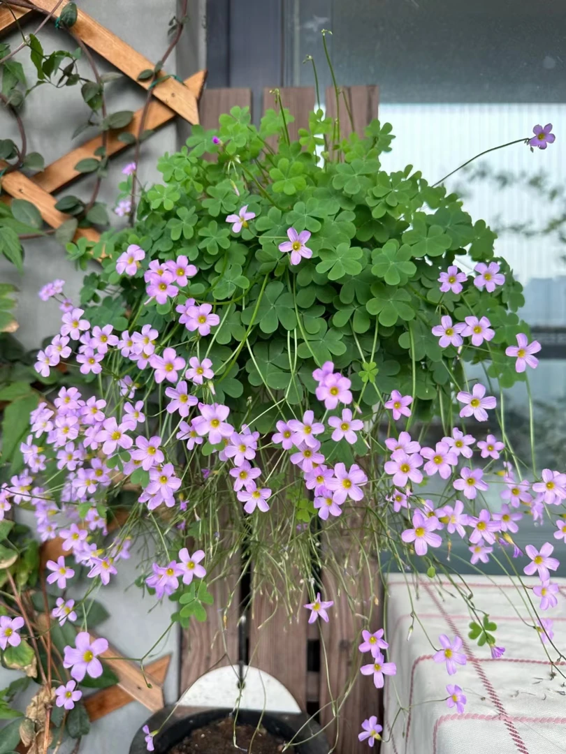 【酢浆草】满三包邮耐寒耐热庭院绿化室内盆栽