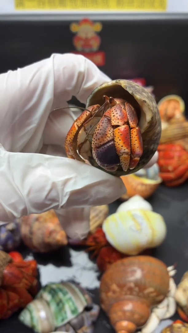 4号福利 一只老实巴交的西伯寄居蟹