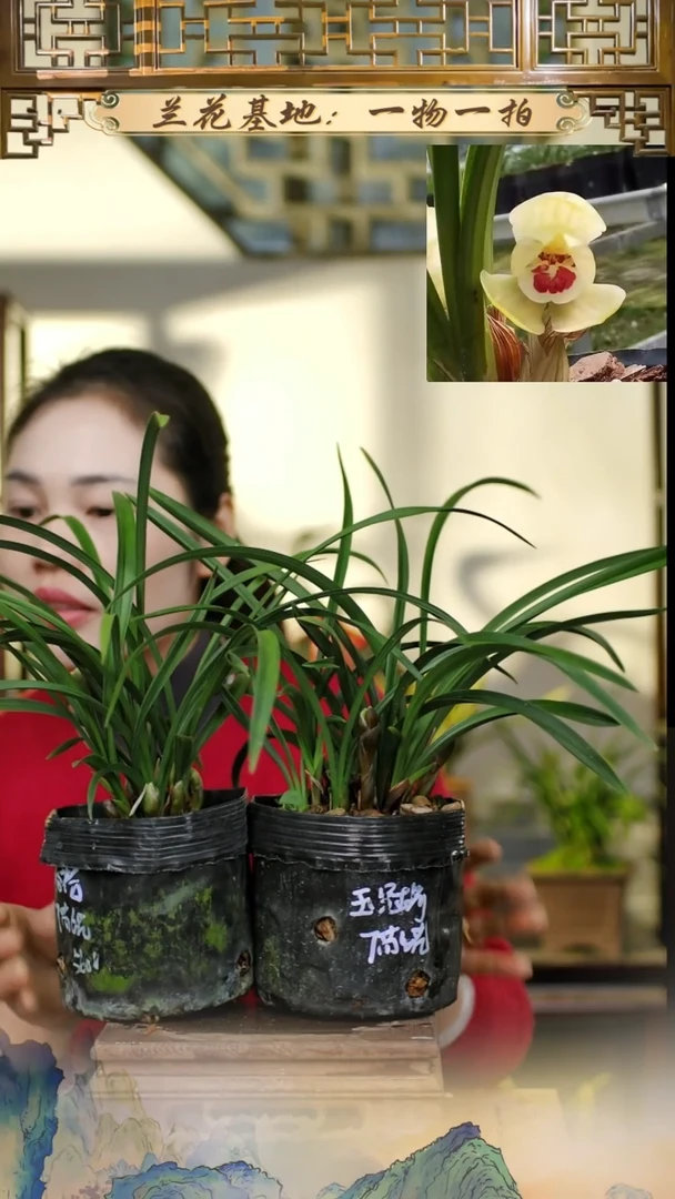 全部花苞玉冠荷+潘荷