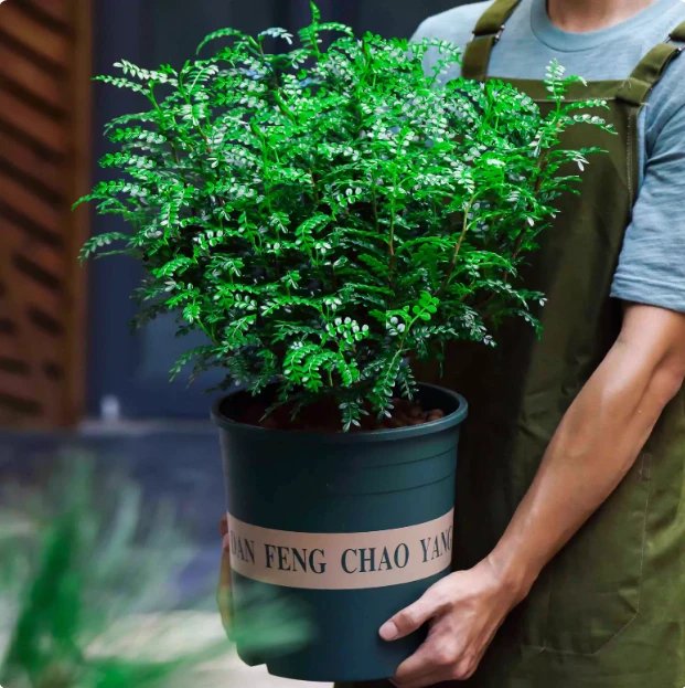 正宗清香胡椒木盆栽花卉室内外驱蚊草植物树苗老桩盆景九里香绿植