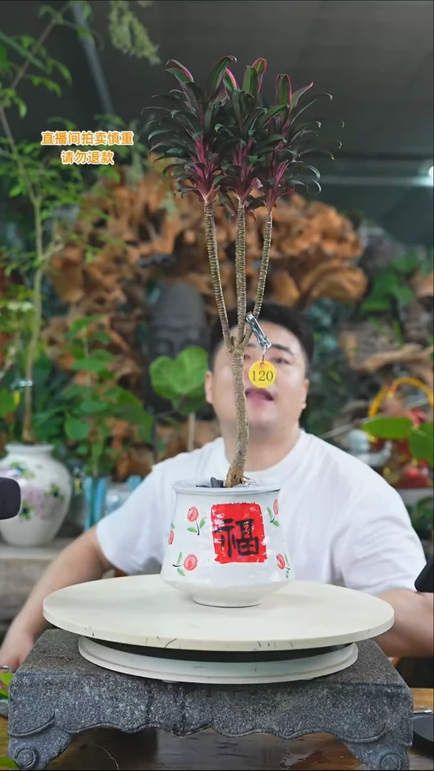 完全开放朱蕉120T