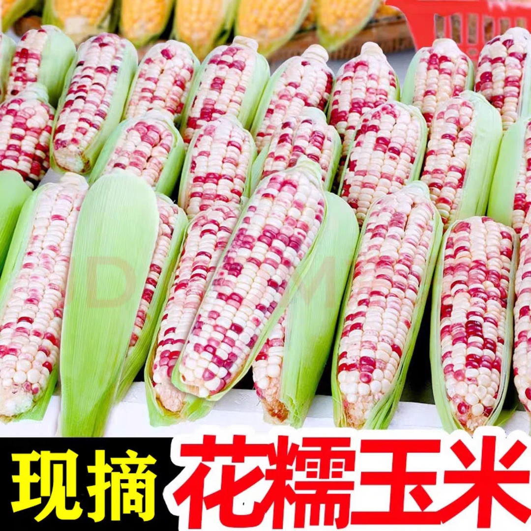 【净重5斤】农家自种新鲜花糯玉米当季现摘软糯甜玉米苞谷鲜果蔬菜