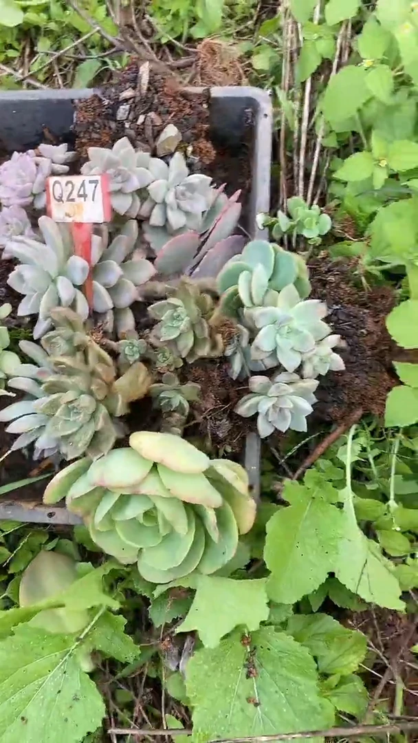 Q247地拍多肉枝头组合默认脱土发货