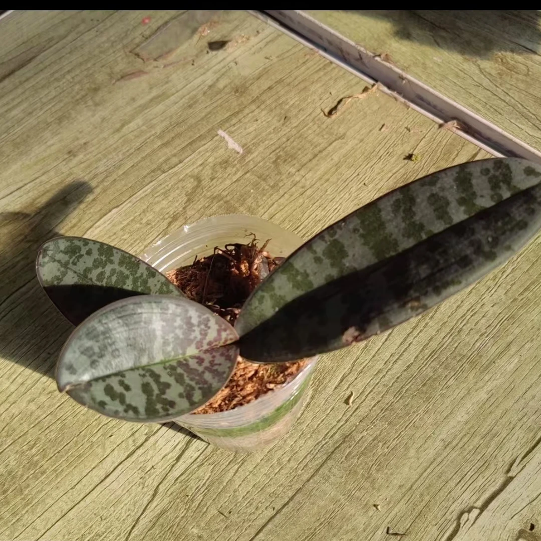 蝴蝶兰【西雷利】2.8寸杯原生种粉花带香味带花剑-基地直发