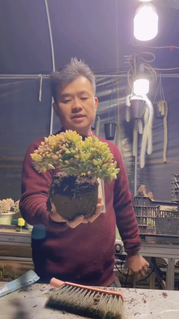 337淡雪缀化一物一拍