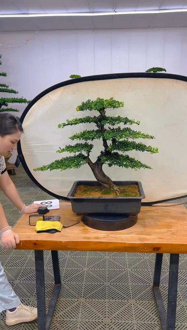 无花朵一物一拍一物一拍