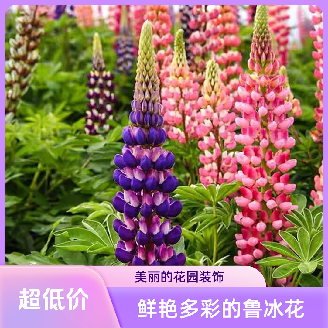 （新疆西藏包邮）鲁冰花种子500粒室内盆栽羽扁豆种子室外花卉种子