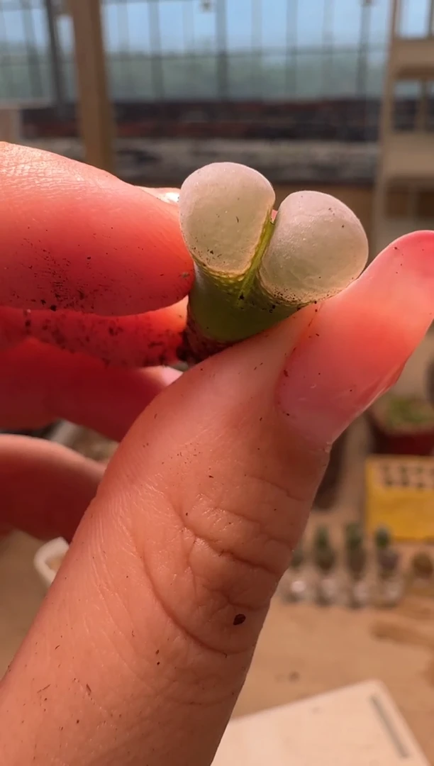18-82多肉植物肉锥