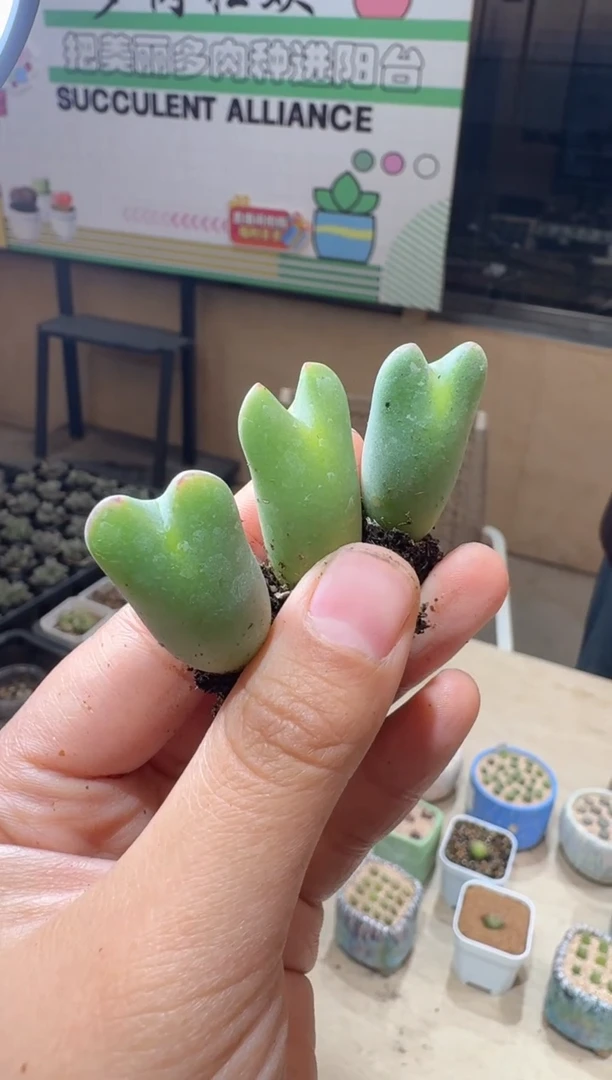 17-341多肉植物肉锥皮卡丘一颗