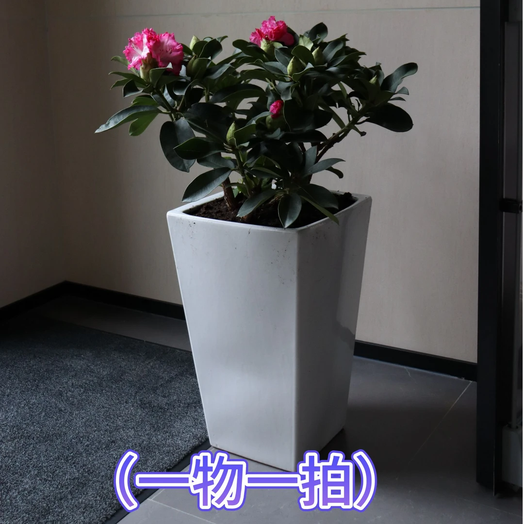 欧洲庭院花卉高山杜鹃常绿灌木耐热耐寒