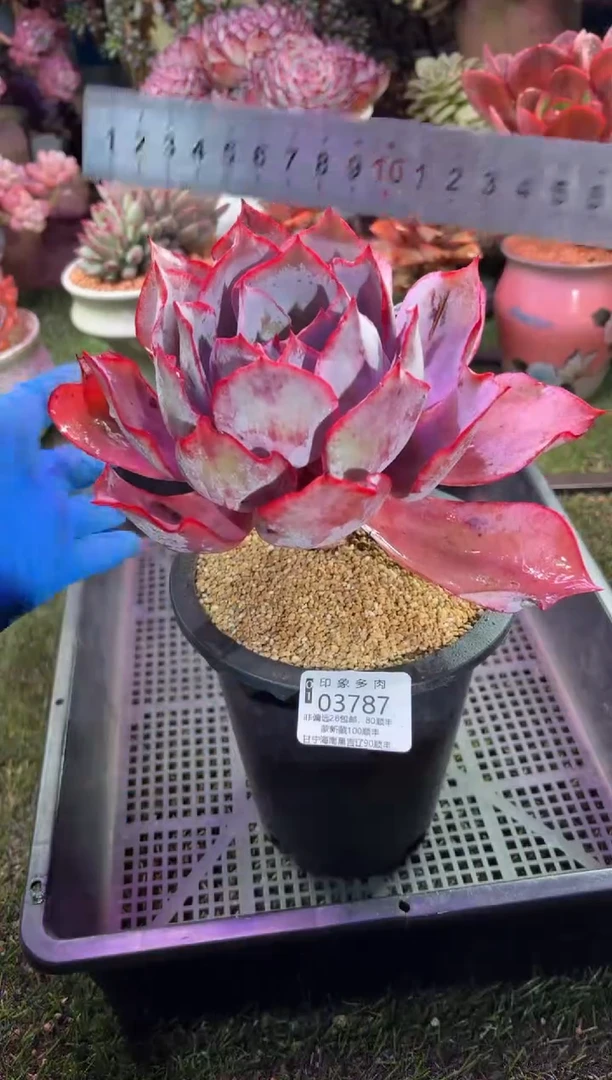 【闪购商品】03787