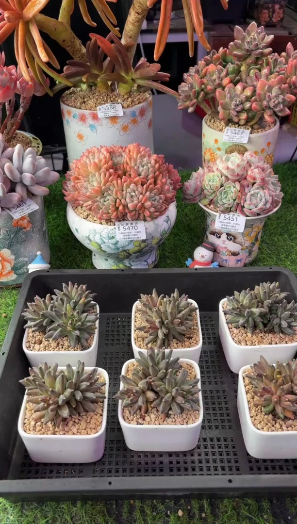 昆明印象多肉   梵高1颗