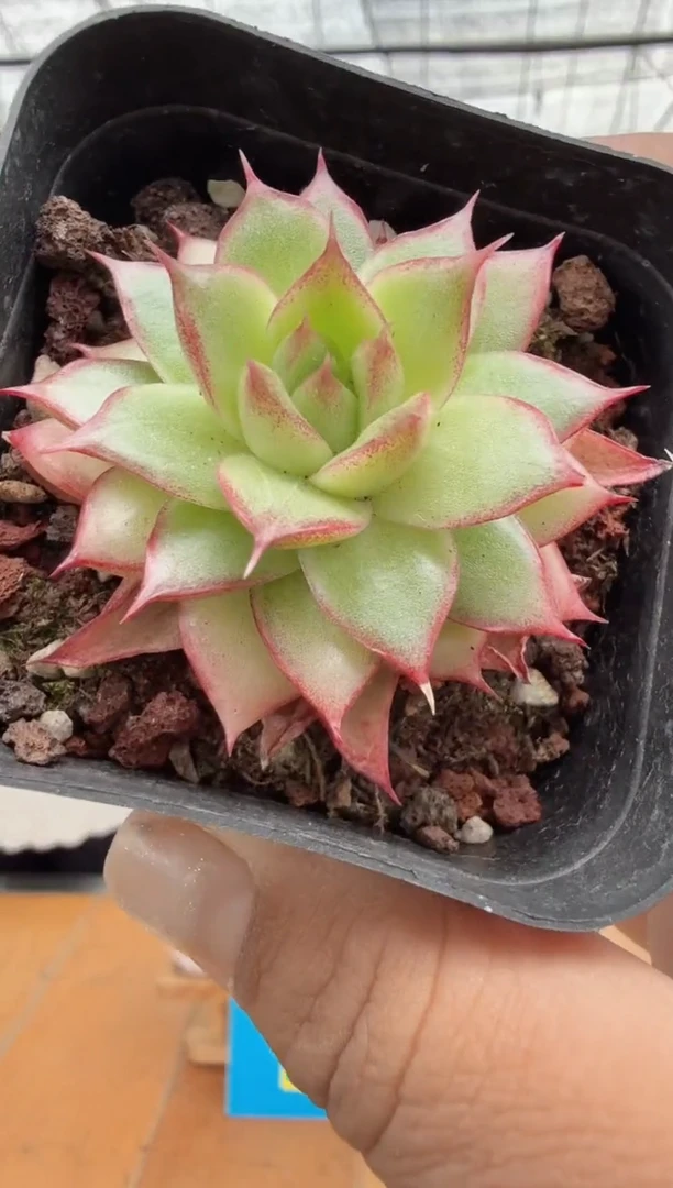 东云多肉园二店-21