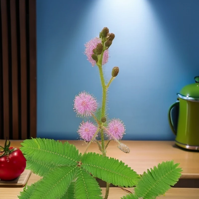 自然含羞草盆栽室内植物害羞草趣味花卉客厅阳台喜光绿植好养活