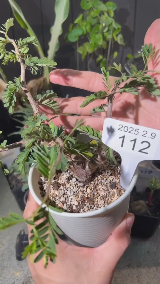 【闪购商品】沙漠苏木2.9.112