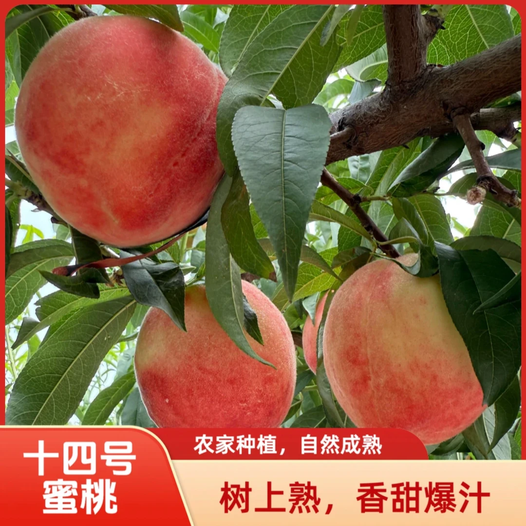 【汇峰农场】北京14号离核桃净重3-9斤装（±2两）新鲜现摘 顺丰包邮