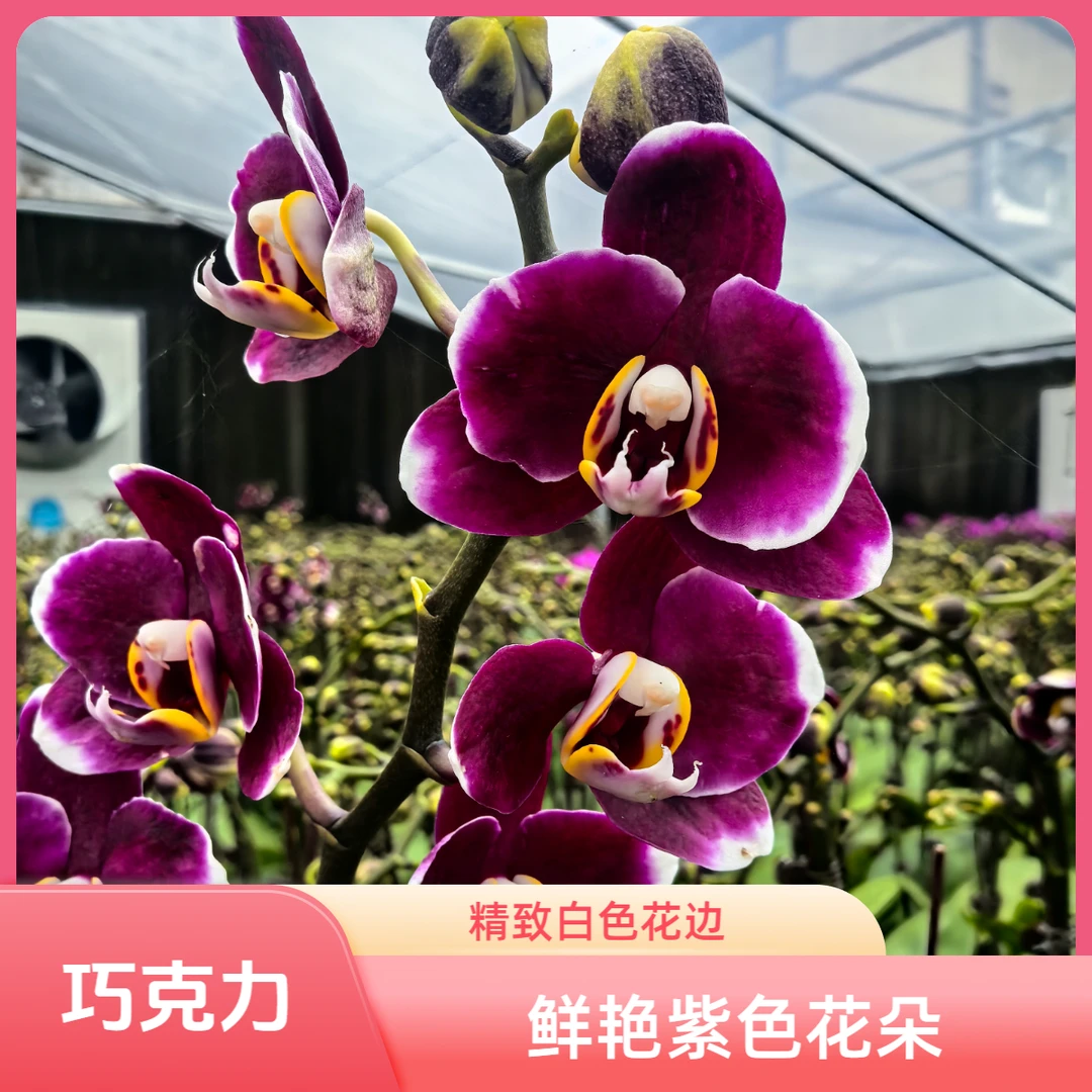 北郎中甄选|蝴蝶兰· 巧克力(断枝赔付5元)次日达