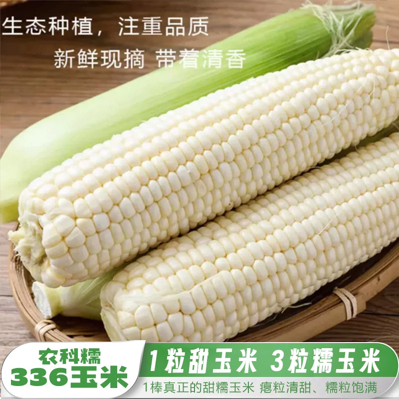 农科糯336玉米大兴农户种植【哈尔农场优选】14/7根北京市