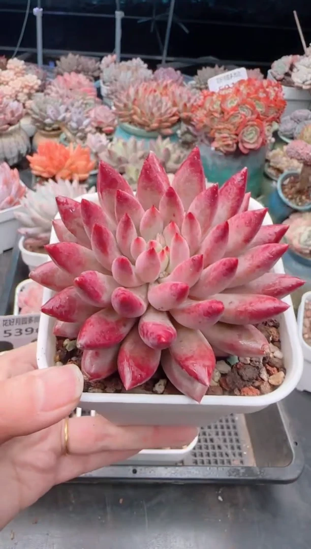 【闪购商品】5399.