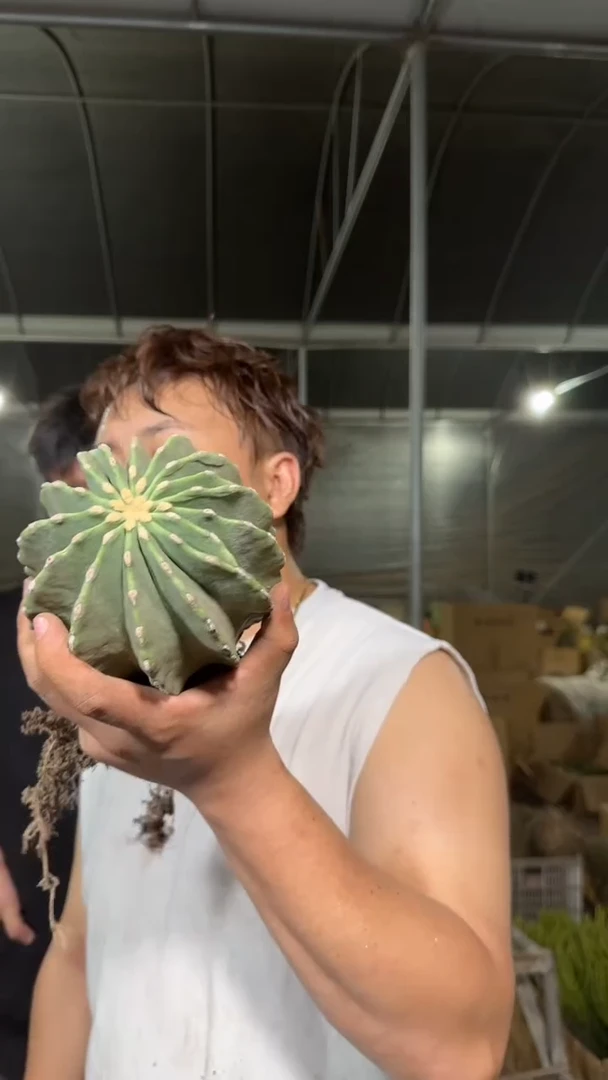 大号 无刺王冠龙 8-11cm