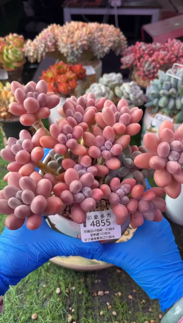 昆明印象多肉4855