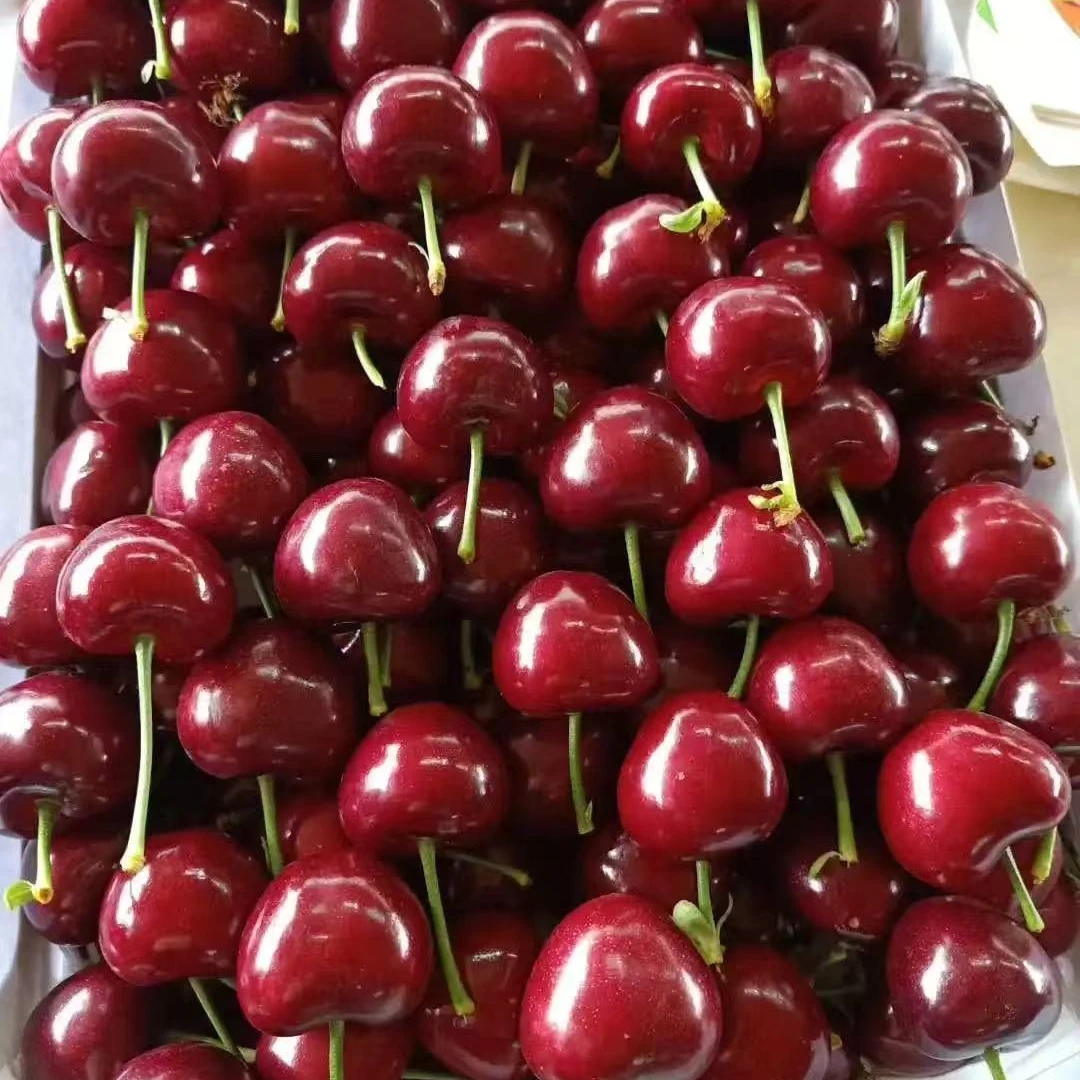 大连美早樱桃3J二等果500g新鲜水果美早辽宁省
