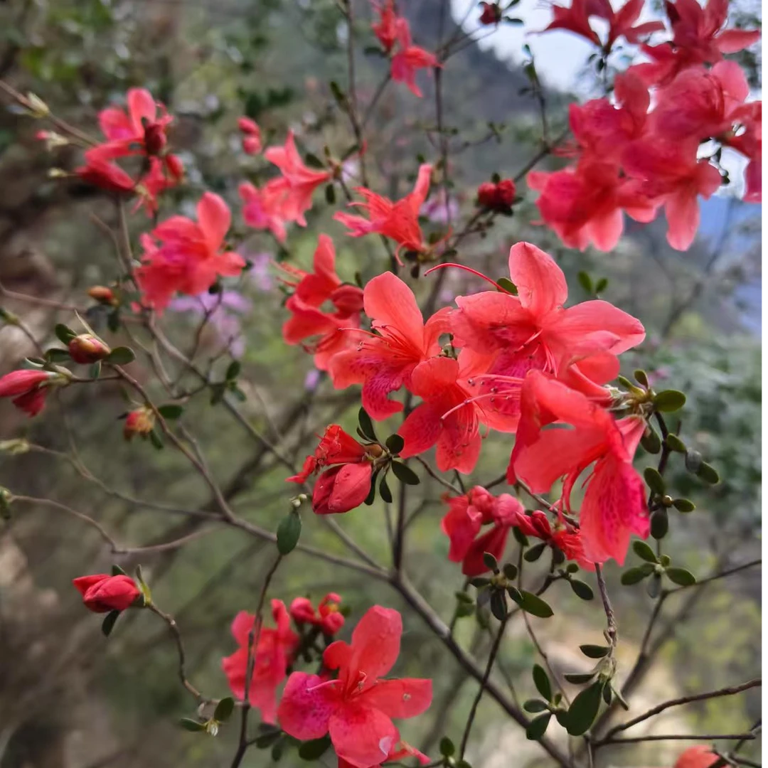 杂木盆景素材一物一拍