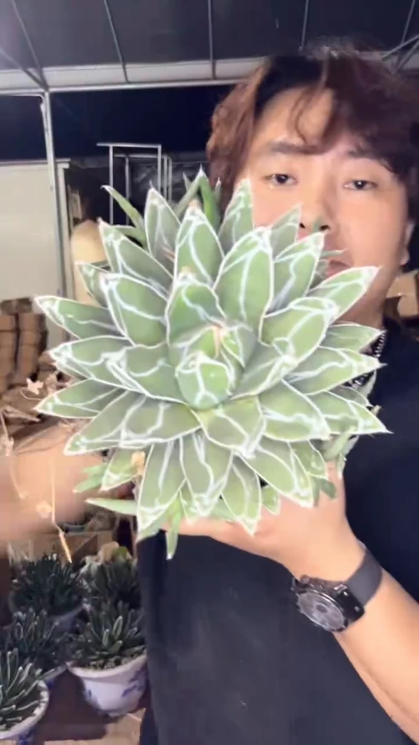 大号 屉之雪 10-15cm