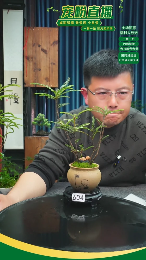 无花朵黄**蔗苔藓微景观604号