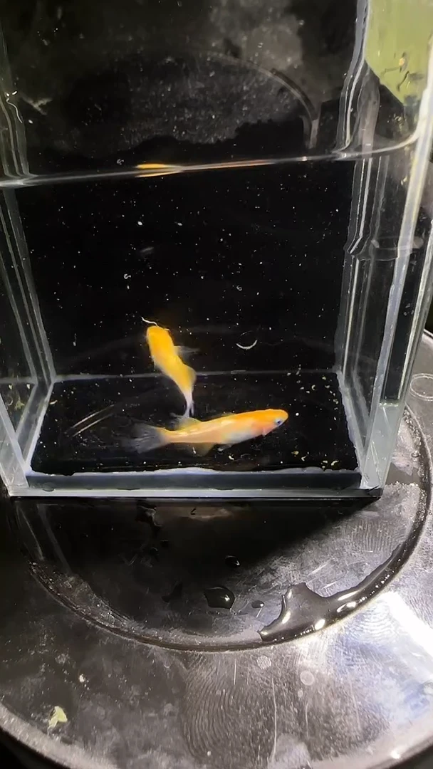 青鳉鱼观背青鳉观背青鳉232
