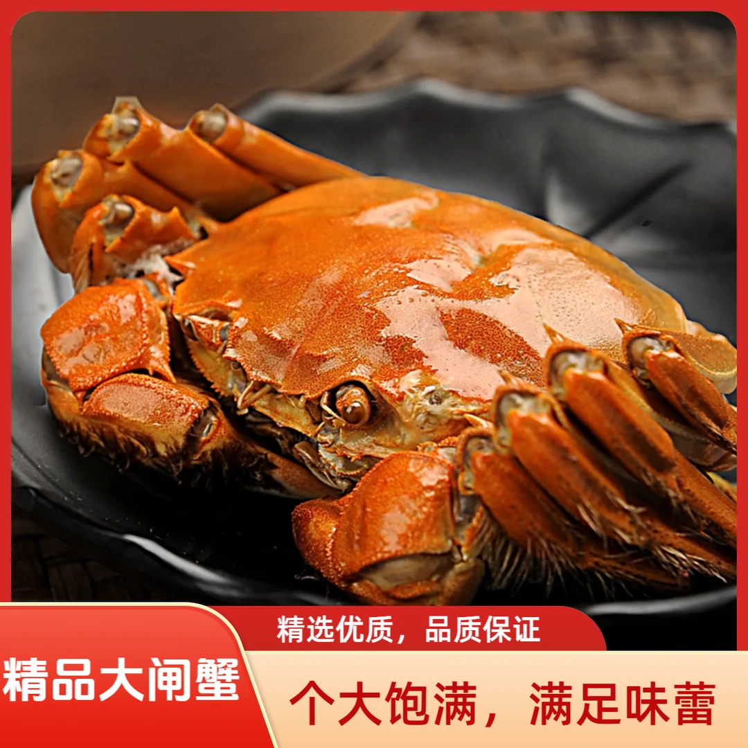 【精品大闸蟹】公5-4.7母4-3.7两到手8+2只礼盒装活蟹现发包邮