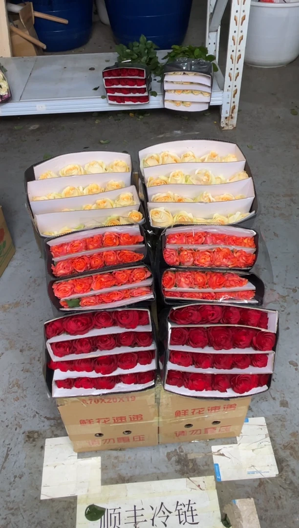 高原红20枝+火灵鸟20枝+香槟20枝