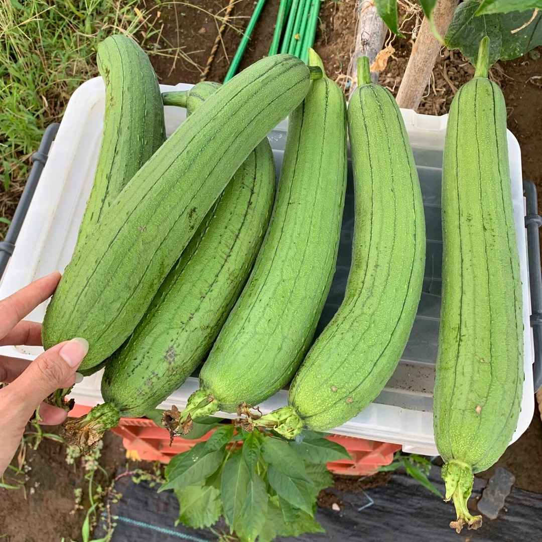 嘉定地产/蔬菜礼包/丝瓜2斤/苋菜1斤/空心菜1斤（不泡水不泡药）