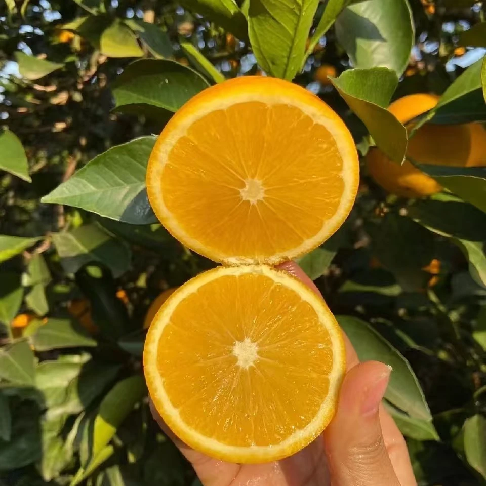 9.9元5斤湖南冰糖橙超甜爽口