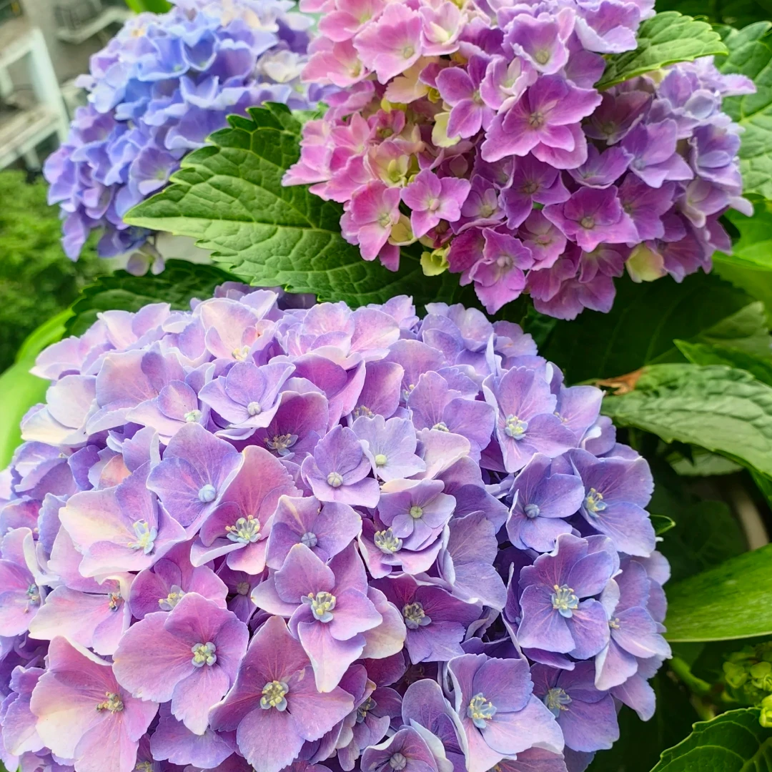 水晶3加仑（焦）【卷叶为该品种特性】 紫色 绣球花盆栽  花苞发货