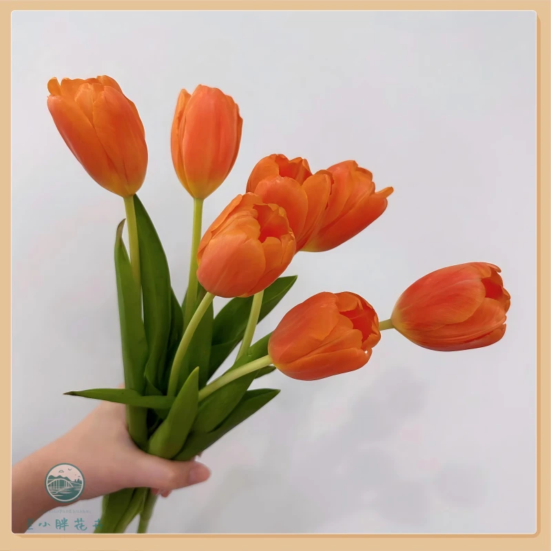 【兰小胖】方德A级-蜜橙郁金香10枝装 季节限定 养护简易 顺丰发货