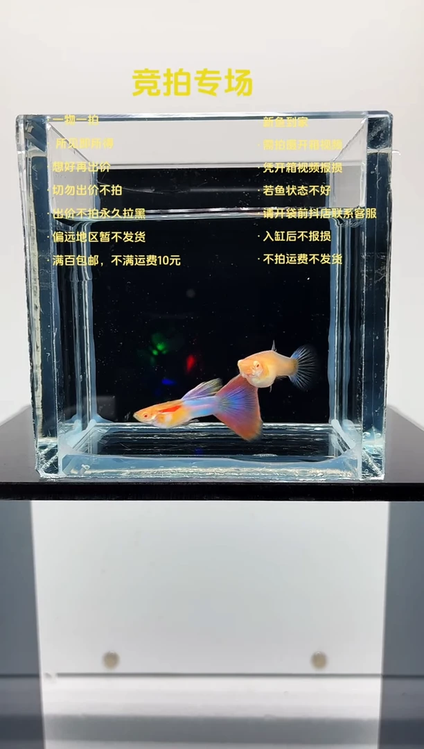 孔雀鱼天使彩虹一对-72