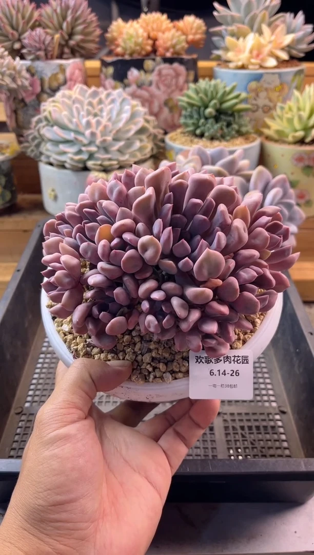 6.14-26丘比特1111111