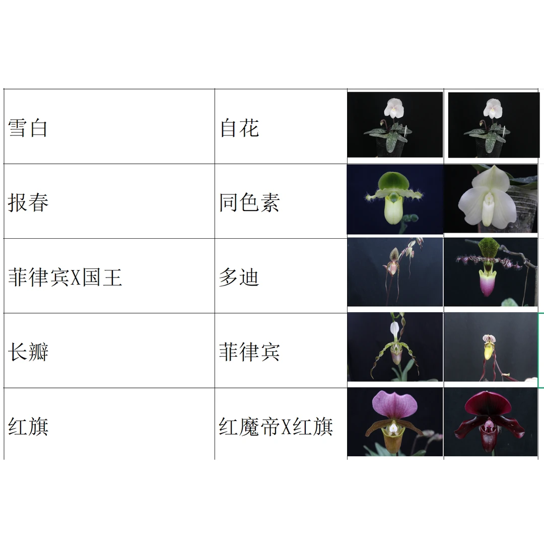 万峰绿缘【新品小苗】出瓶苗小型室内盆栽