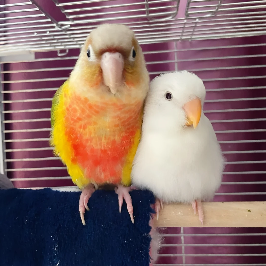 【双12】亲人顺丰鹦鹉活体可学舌情感需求高手养活泼粘人亲人小鸟