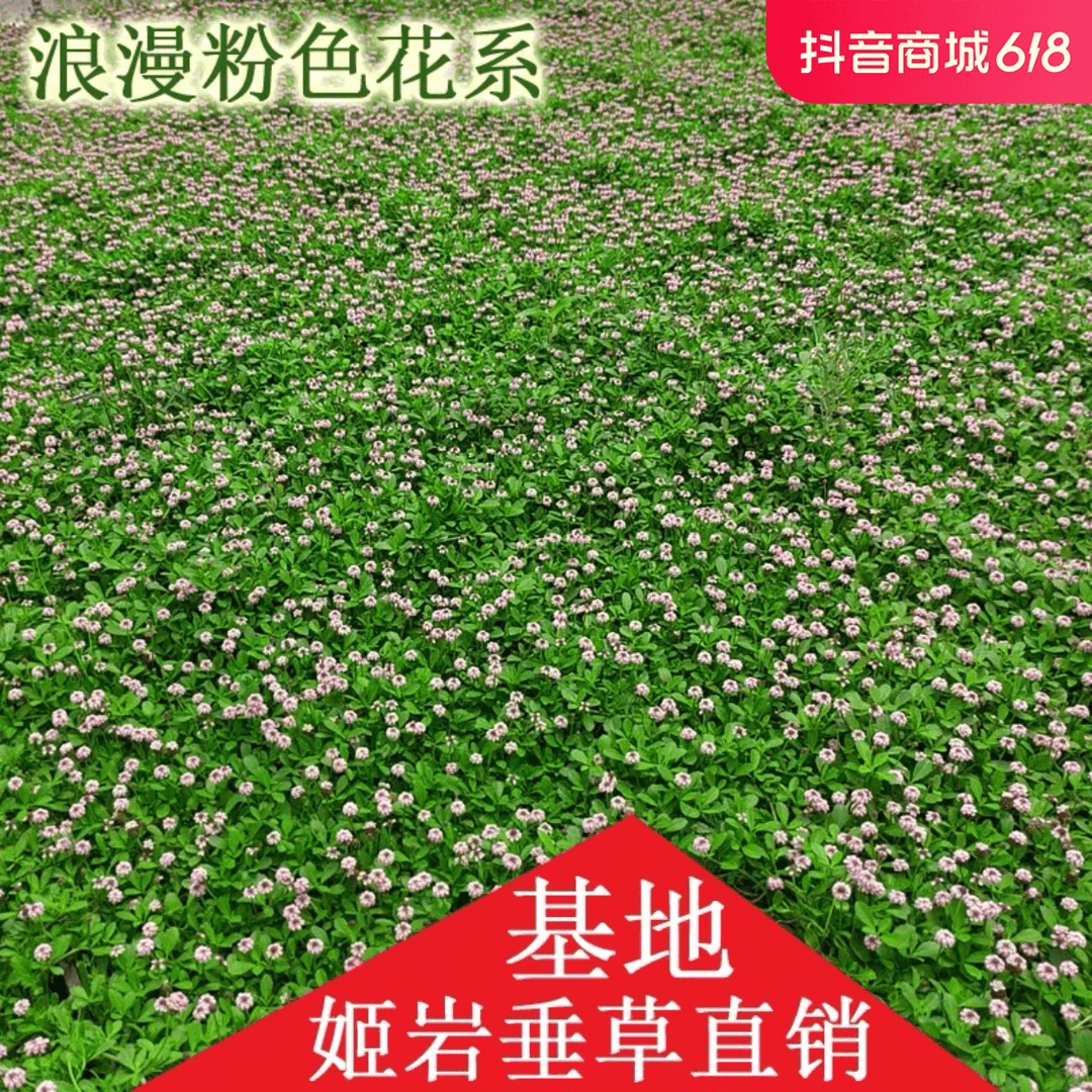 姬岩垂草耐踩踏耐贫瘠地被开花草坪发货实拍庭院绿化耐寒爬藤植物