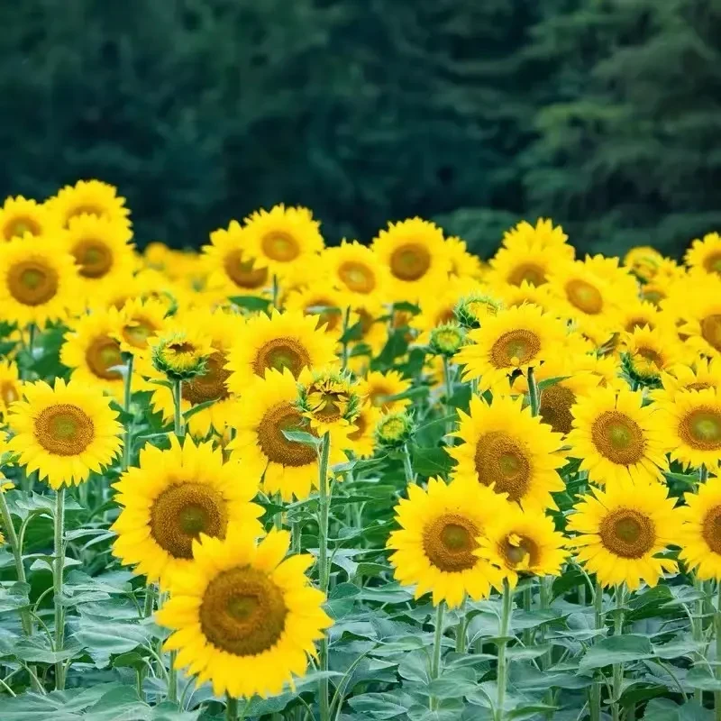 多头向日葵种孑迷你四季开花夏季耐热庭院阳台观赏盆栽多年生四季