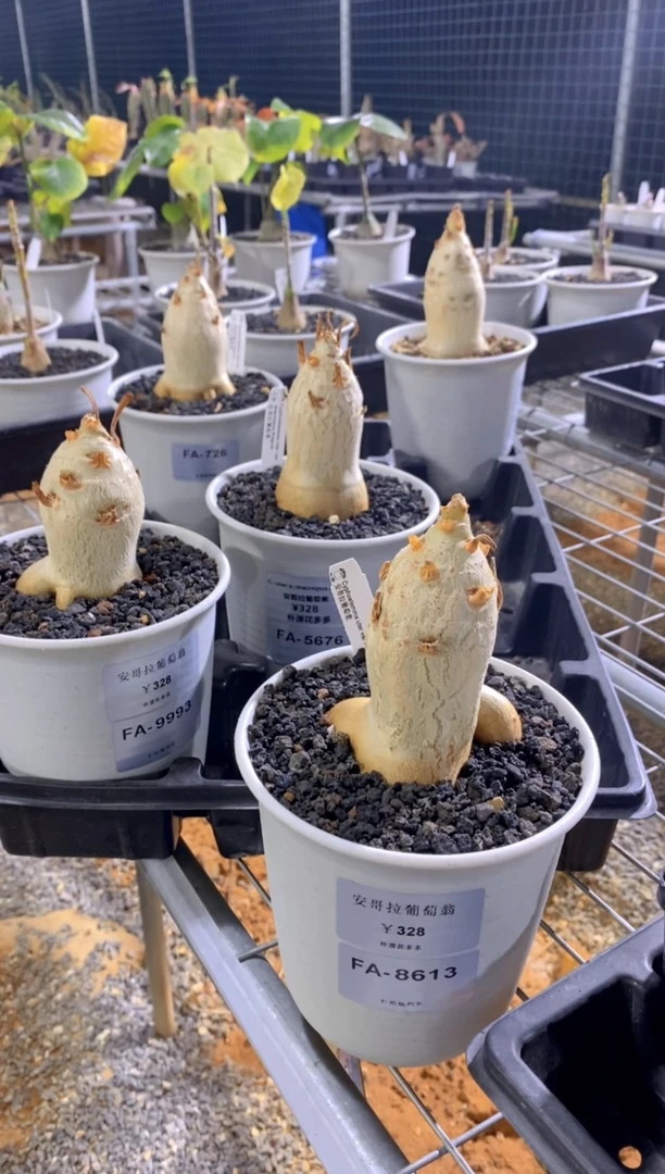 【闪购商品】安哥拉葡萄翁FA-8613