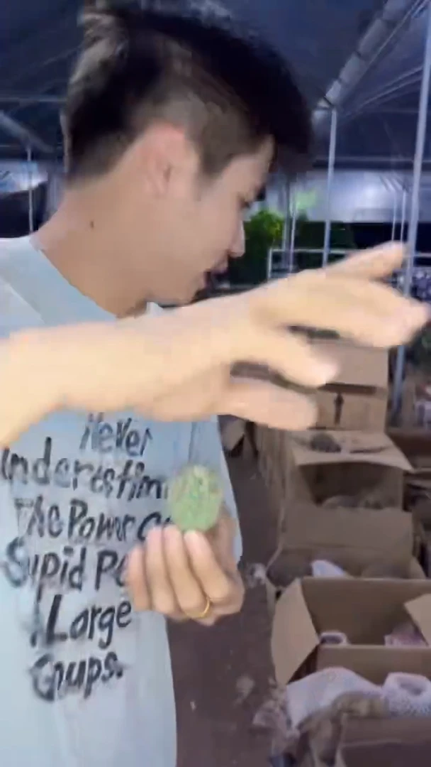 【带根】单头 习志野