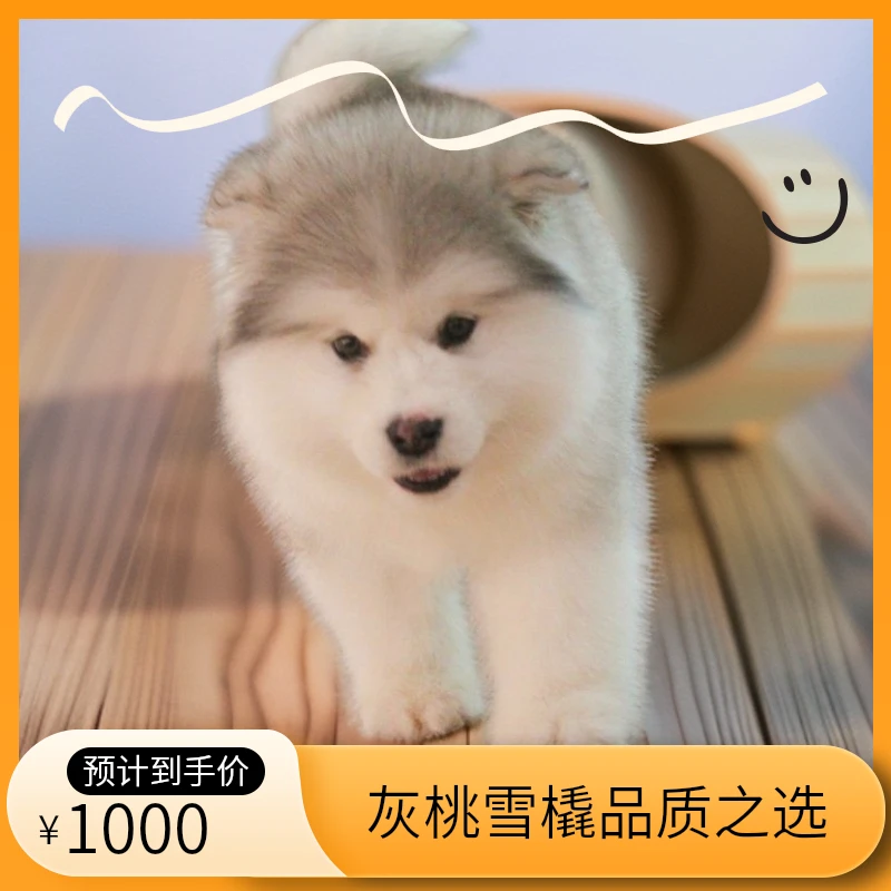 熊版灰桃阿拉斯加雪橇犬宠物用品