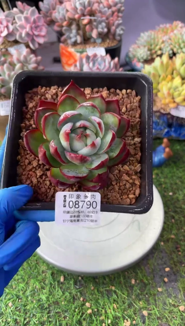 昆明印象多肉08790